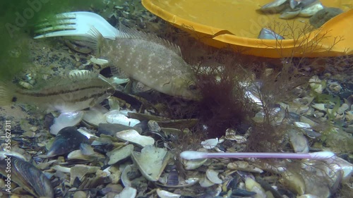 Plastic pollution of the sea: wrasse fish spawn among plastic debris on the seabed. photo