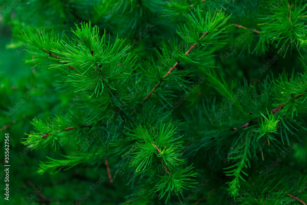 Young shoots of pine