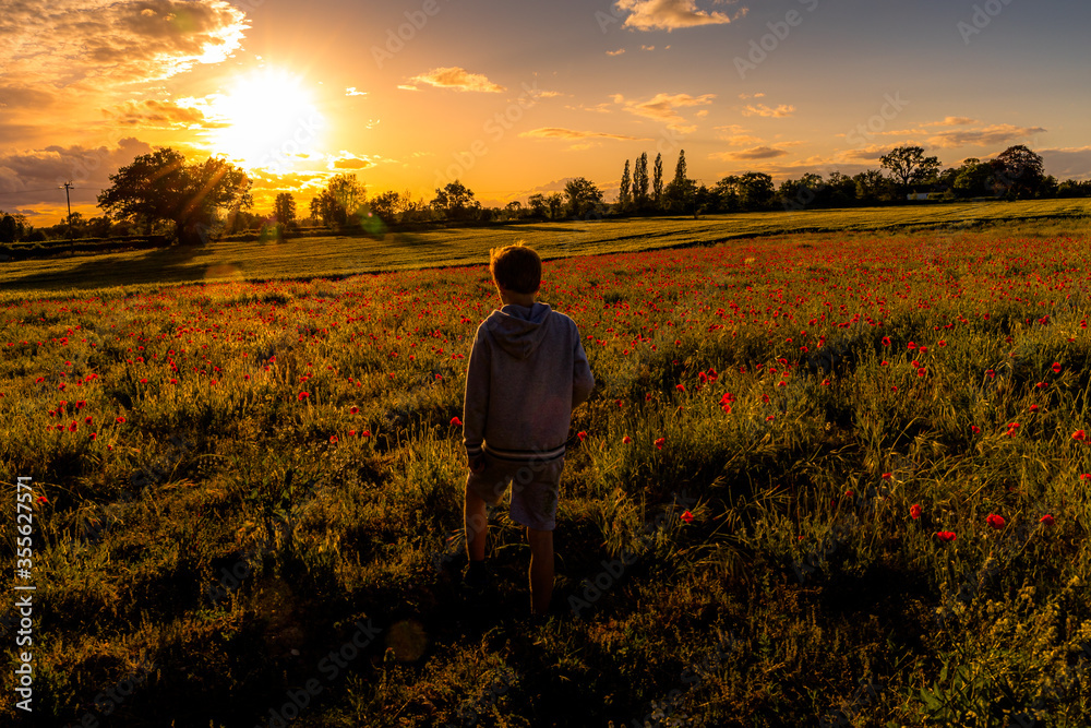 Poppy Field at Sunset
