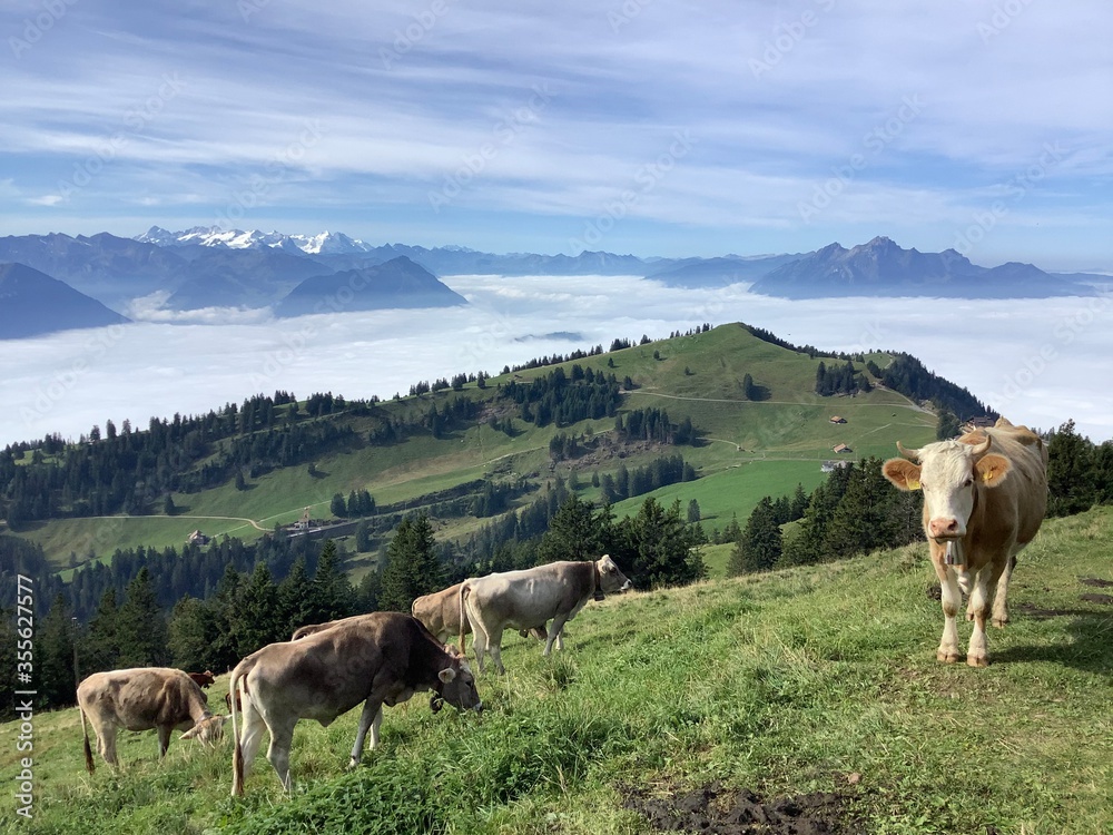 Obraz premium cows in the Swiss mountains