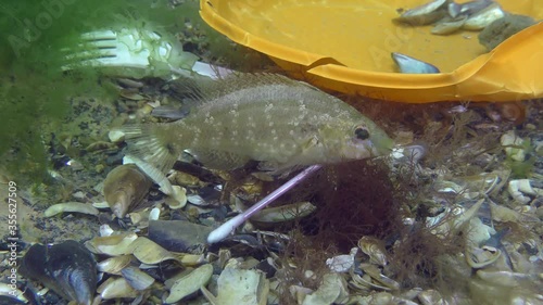 Plastic pollution of the sea: wrasse fish breed among plastic debris on the seabed. photo