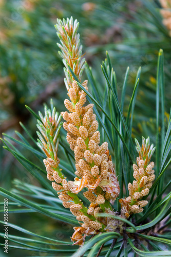 Pine flower close up