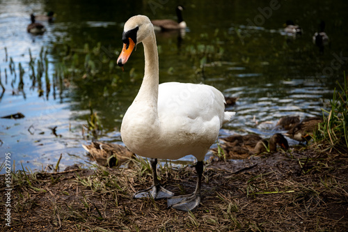 Fototapeta Naklejka Na Ścianę i Meble -  Swan