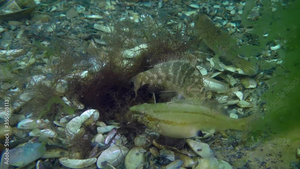 Spawning Gray wrasse (Symphodus cinereus): male and female spawn in a nest built from algae.