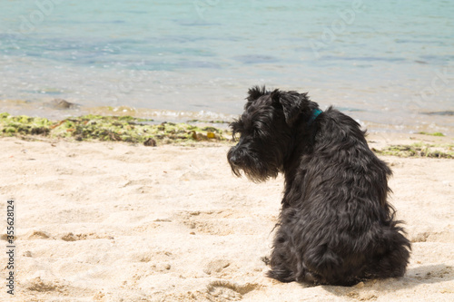 black dog laying on the beach sand