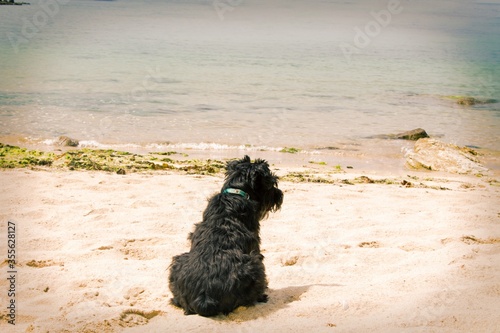 black dog laying on the beach sand