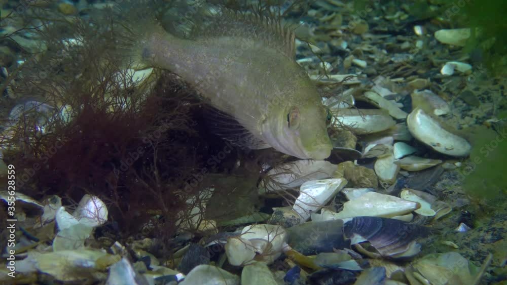 The male Gray wrasse (Symphodus cinereus) returns to the nest built from algae and changes color. The male Gray wrasse (Symphodus cinereus) returns to the nest built from algae and changes color.
