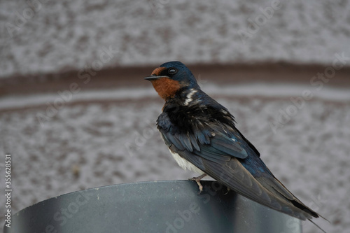 Barn swallow in Ayusawa Parking Area of Tomei Highway photo