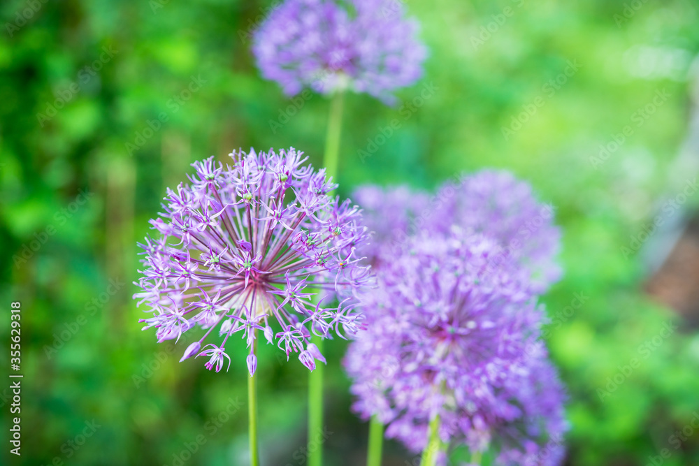 Allium (Allium Giganteum) in the garden. Shallow depth of field. Allium (Allium Giganteum) in the garden. Shallow depth of field.