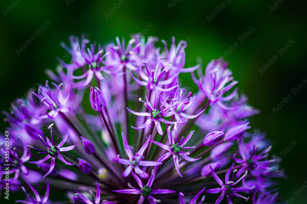 Allium (Allium Giganteum) in the garden. Shallow depth of field. Allium (Allium Giganteum) in the garden. Shallow depth of field.