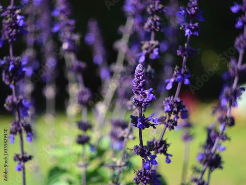 Lavender Catmint flowers and Bumble Bee