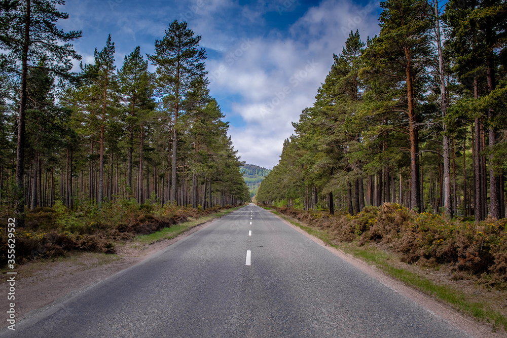 Fototapeta premium una linea bianca e una strada attraversano la foresta