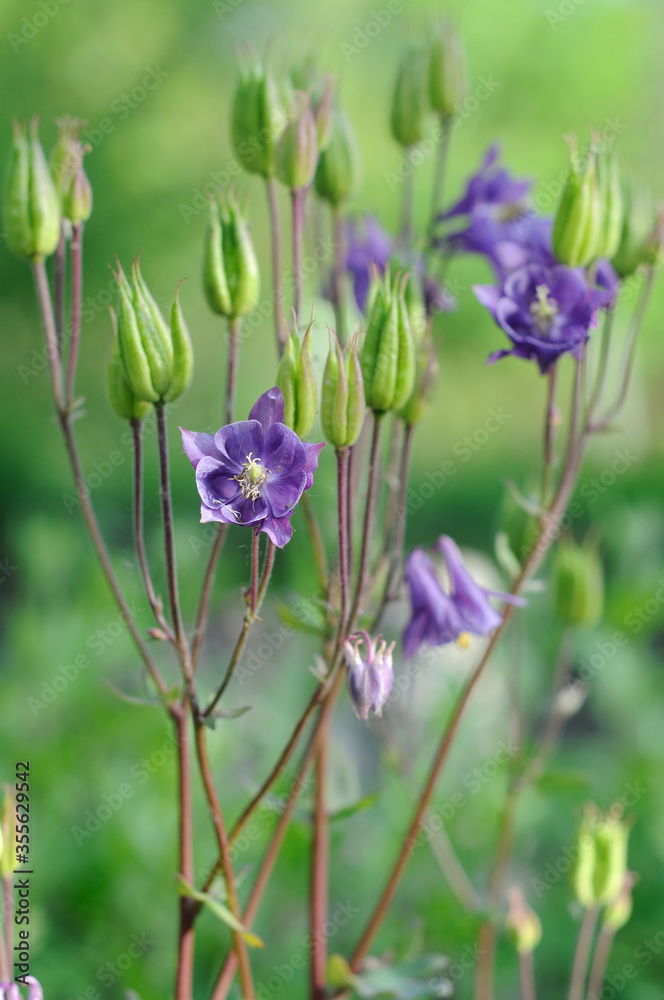Blue bell flower among green vegetation in summer Blue bell flower among green vegetation in summer