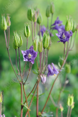 Blue bell flower among green vegetation in summer