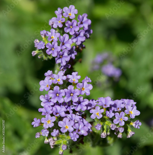 Heliotropium peruvianum (arborescens), the common heliotrope.