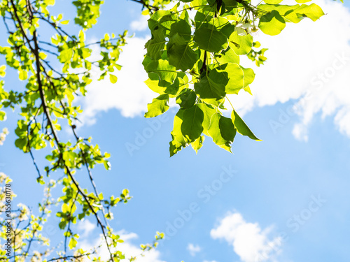 spring in city - fresh green leaves of apple tree illuminated by sun in urban garden and blue sky with white clouds on background on sunny day (focus on the lower leaves in center )