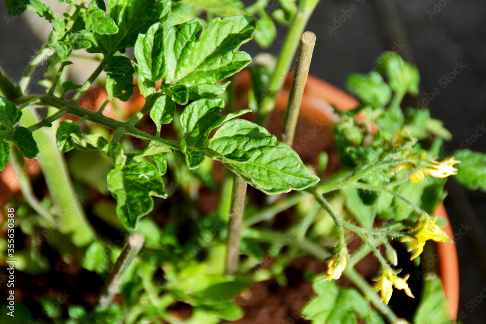 junge Tomatenpflanze im Topf, mit Tomaten, Tomatenzucht