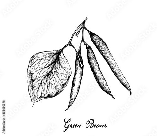 Vegetable, Illustration of Hand Drawn Sketch Fresh Green Beans or Phaseolus Vulgaris Isolated on White Background.
