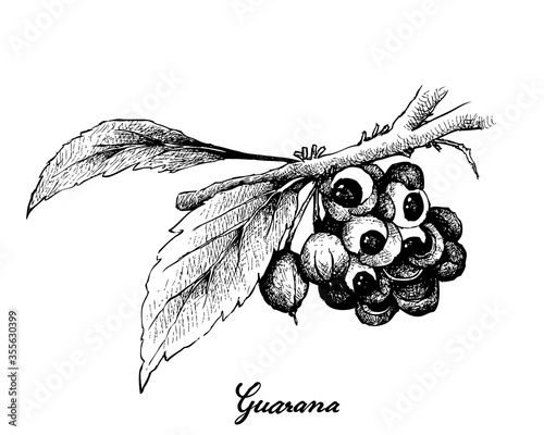Vegetable, Illustration of Hand Drawn Sketch Red Guarana or Paullinia Cupana Fruits Isolated on White Background.

