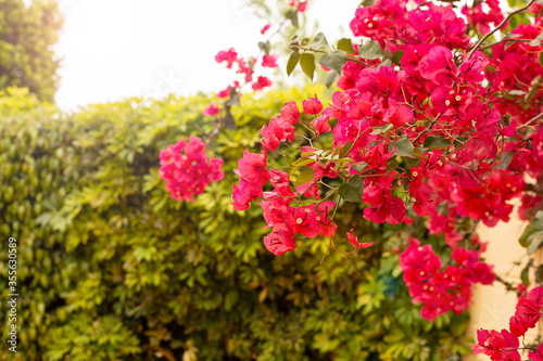 Bright branch of red bougainvillea flowers on a background of lush green foliage foliage, nature texture background, flowering time, place for text