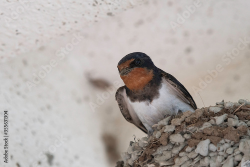 Barn swallow nesting in Ayusawa Parking Area of Tomei HIghway photo