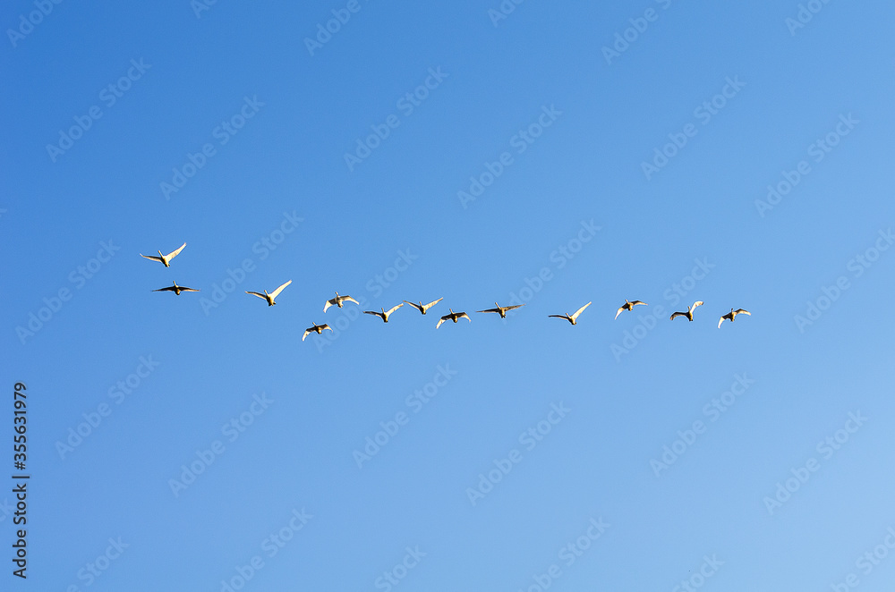 A flock of swans in the morning blue sky.