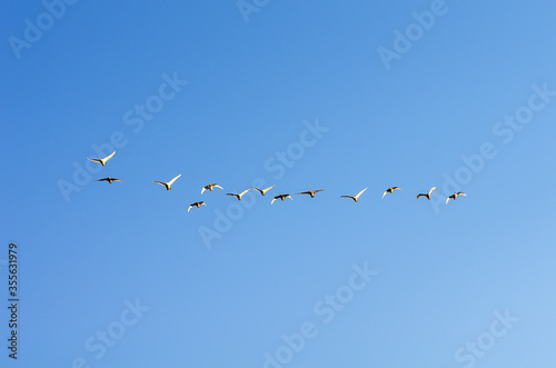 A flock of swans in the morning blue sky.