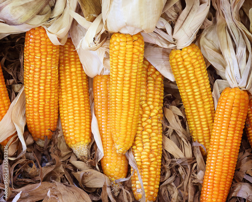 Yellow dried corn texture