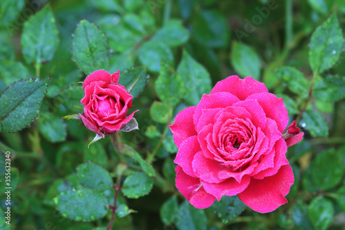 Pink rose blooming in the morning There is dew in the garden.