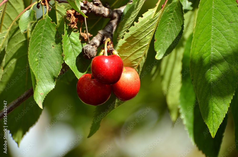 Ripe red cherries on the brunch of the tree, photo Ripe red cherries on the brunch of the tree, photo