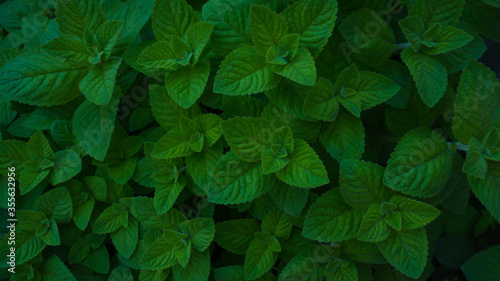 Green Mint plant grow Background