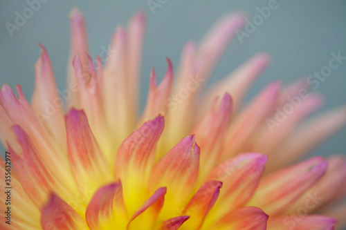 Macro shot of a beautiful yellow and pink Japanese  chrysanthemum flower, focussed on the petals. Blurred petrol green background. 