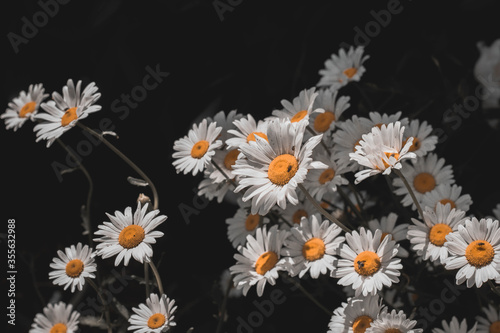The chamomile in the summer bouquet © Turbo Yoda