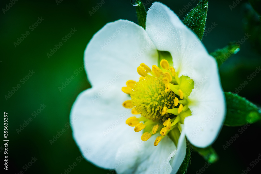 Blooming strawberry plant in the garden. Selective focus. Blooming strawberry plant in the garden. Selective focus.