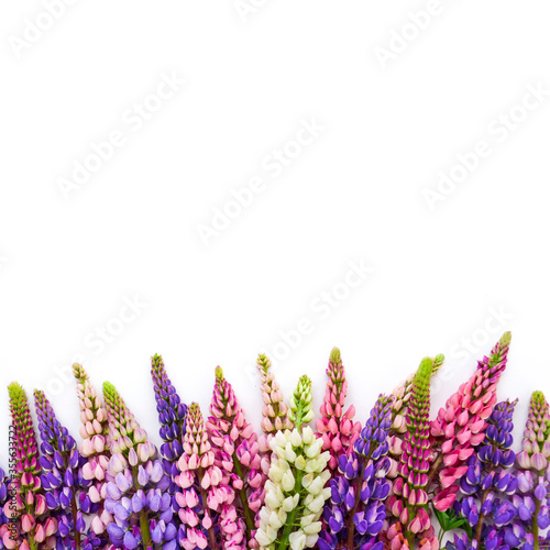 Beautiful lupine flowers isolated on white background