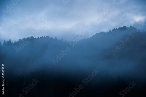 fog in the forest © Laurine