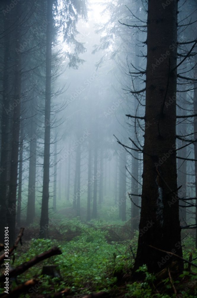 misty forest in the fog misty forest in the fog