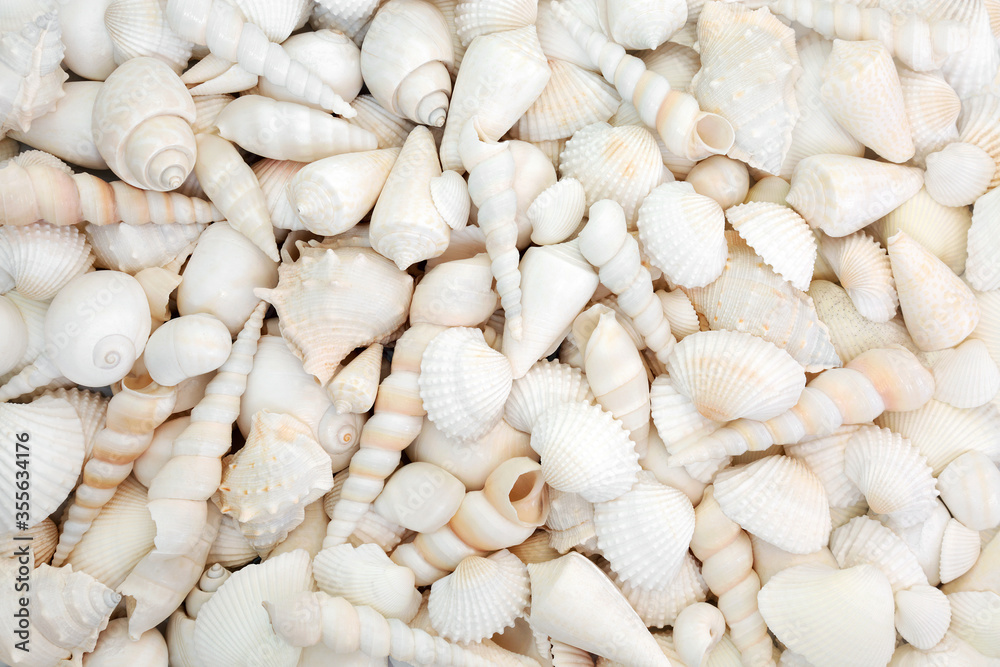 White seashell selection forming an abstract background.