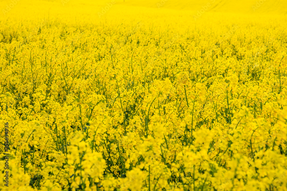 Oilseed Rape is very popular plant Oilseed Rape is very popular plant