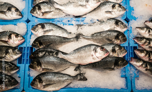 fresh dorada fish lies on ice in the market