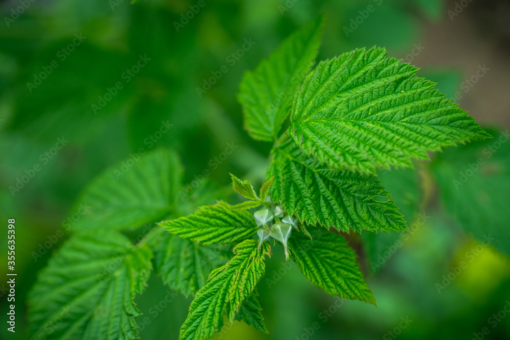 Raspberry bush in the garden. Selective focus. Raspberry bush in the garden. Selective focus.