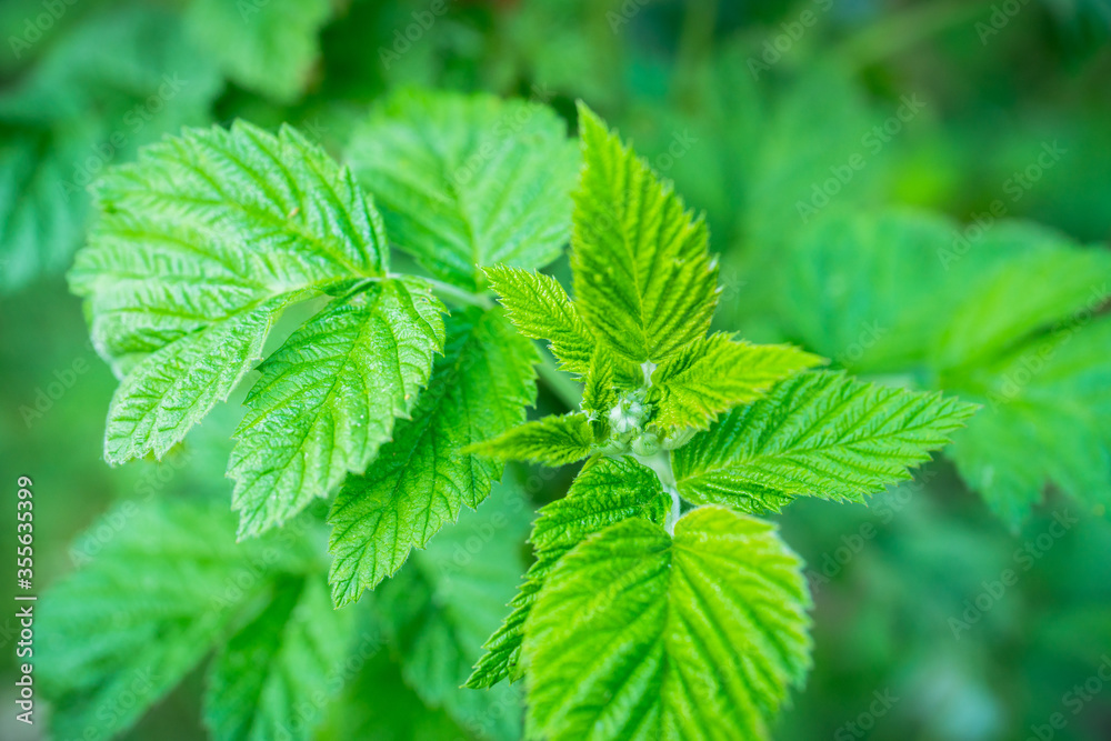 Raspberry bush in the garden. Selective focus. Raspberry bush in the garden. Selective focus.