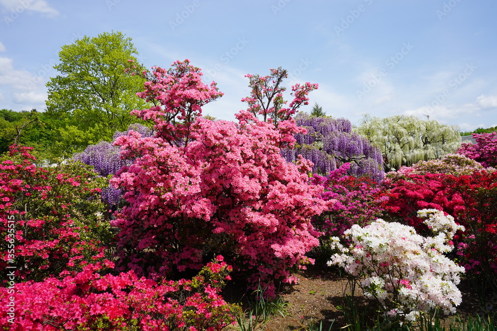 つつじ　満開　春　初夏　ツツジ  サツキ  花　庭園　藤