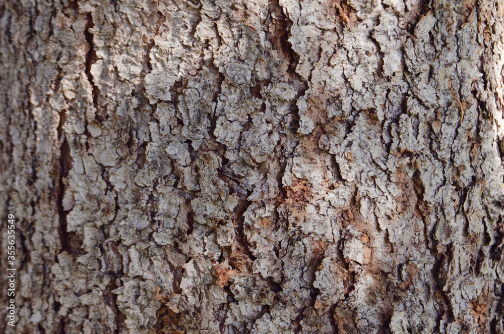 Bark of tree. Rough material. Pine tree bark texture. Aged and dry tree bark. Grey and red bark. Bark of tree. Rough material. Pine tree bark texture. Aged and dry tree bark. Grey and red bark.