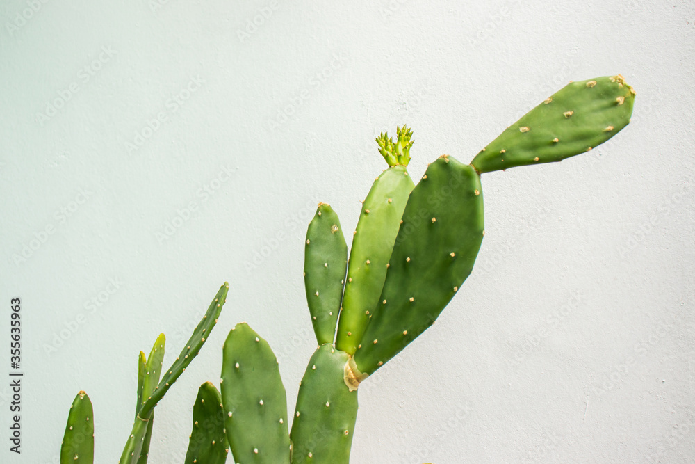 Fotografia do Stock Estern prickly pear (Opuntia humifusa) Cactus with