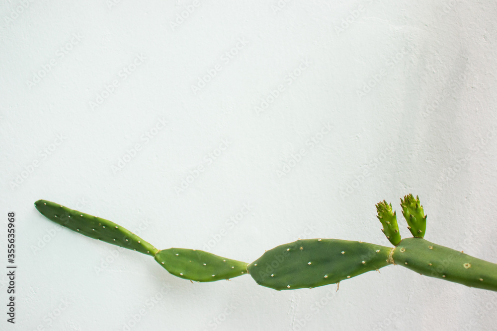 Estern prickly pear (Opuntia humifusa) Cactus with a white background
