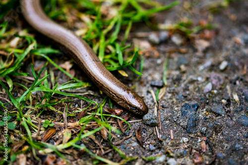 close up of a snake