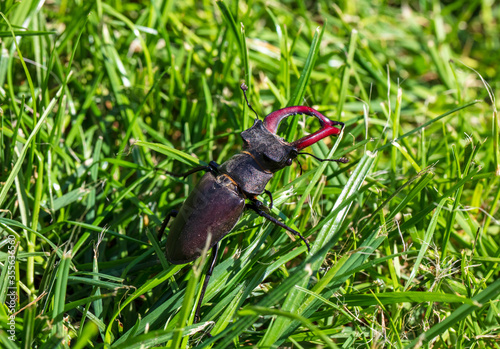 giant male deer beetle on the hunt for confectioners in green grass in aggressive posture with combat-ready scissors photo