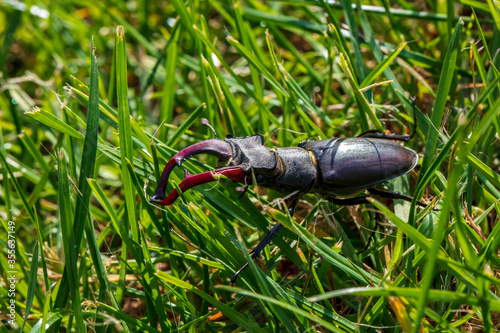 giant male deer beetle on the hunt for confectioners in green grass in aggressive posture with combat-ready scissors