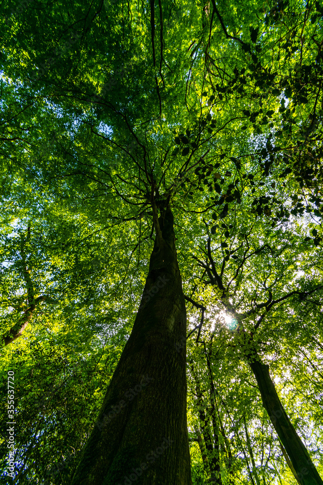 path in the forest in the summer path in the forest in the summer